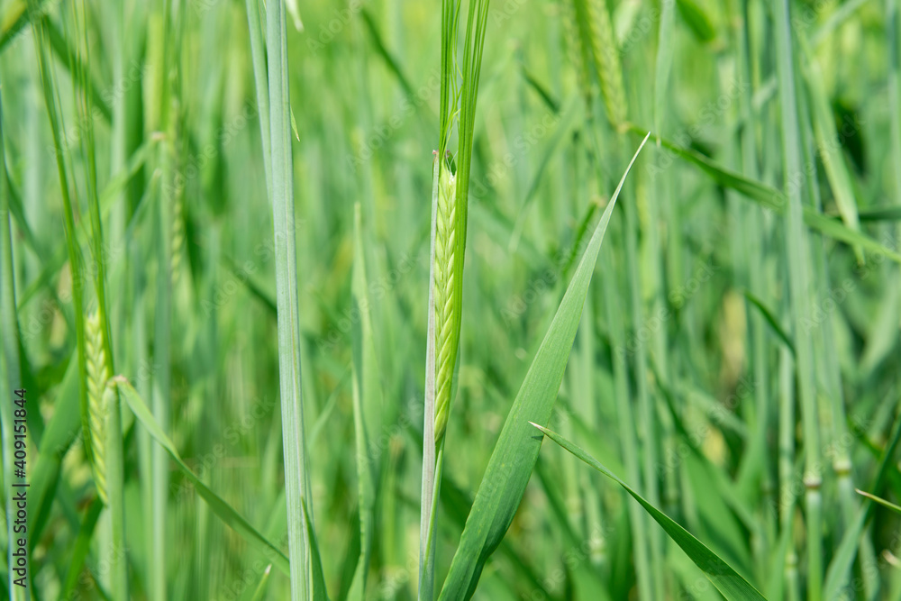 Juicy fresh ears of young green wheat on nature in spring summer field close-up of macro Juicy fresh ears of young green wheat on nature in spring summer field close-up of macro