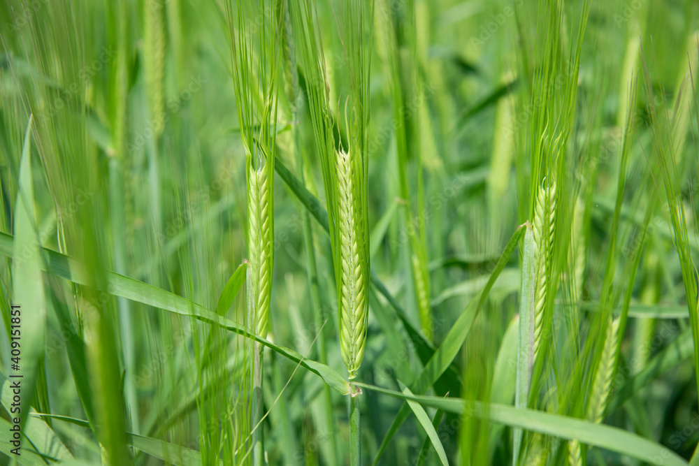 Juicy fresh ears of young green wheat on nature in spring summer field close-up of macro Juicy fresh ears of young green wheat on nature in spring summer field close-up of macro