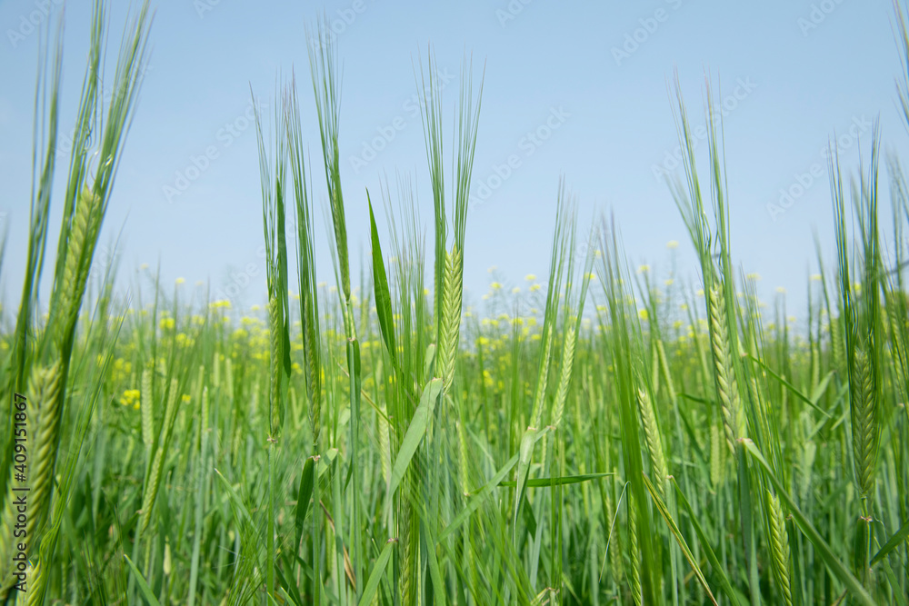 Juicy fresh ears of young green wheat on nature in spring summer field close-up of macro Juicy fresh ears of young green wheat on nature in spring summer field close-up of macro