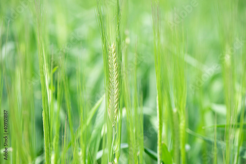 Juicy fresh ears of young green wheat on nature in spring summer field close-up of macro