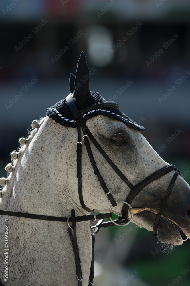 horse portrait with english bridle snaffle bit rider pulling on reins