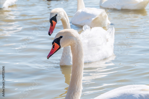 Graceful white Swans swimming in the lake  swans in the wild