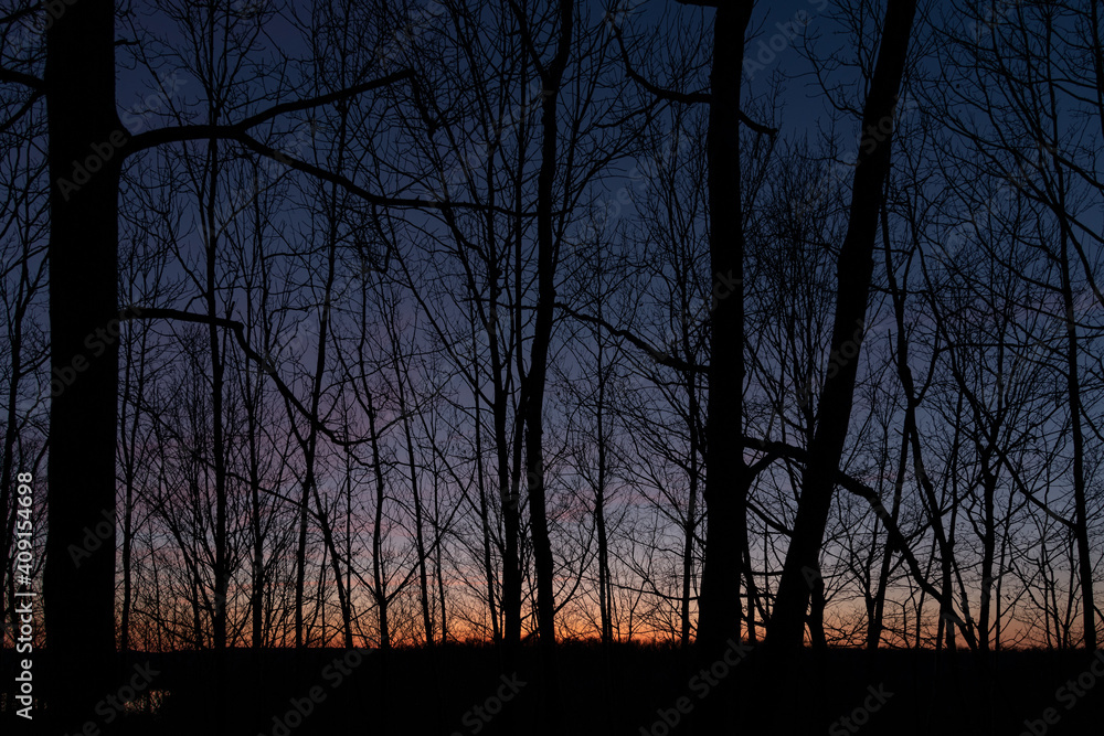 Tree silhouettes in front of a calming sunset Tree silhouettes in front of a calming sunset