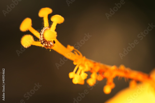 caterpillar on stamens of yellow hibiscus  © Woottinun