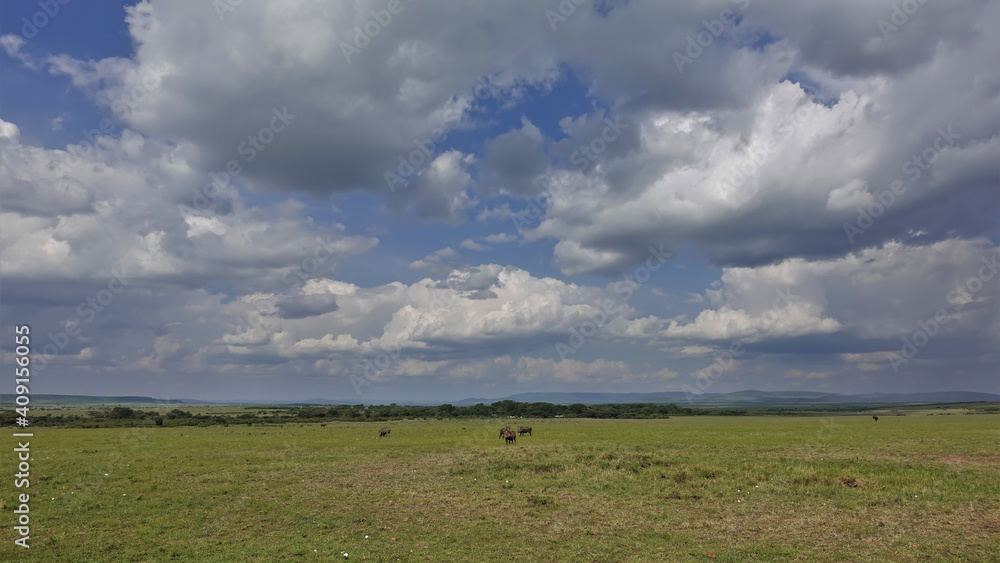 The endless savannah of Africa is covered with green grass. Warthogs graze in the fields. Trees, silhouettes of mountains are visible in the distance. Cumulus clouds in the blue sky. Kenya. Masai Mara