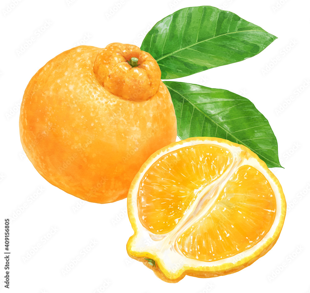 柑橘の孤立したリアルなイラスト デコポン 不知火 ポンカン Sumo Citrus Stock Illustration Adobe Stock 柑橘の孤立したリアルなイラスト デコポン 不知火 ポンカン Sumo Citrus Stock Illustration Adobe Stock