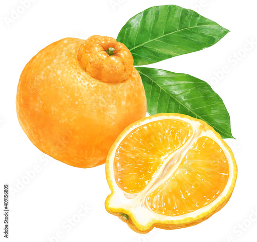 柑橘の孤立したリアルなイラスト デコポン 不知火 ポンカン Sumo Citrus Ilustracion De Stock Adobe Stock 柑橘の孤立したリアルなイラスト デコポン 不知火 ポンカン Sumo Citrus Ilustracion De Stock Adobe Stock