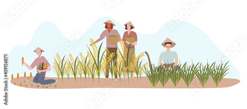 farmers planting on rice field fertilizer harvest with flat cartoon style