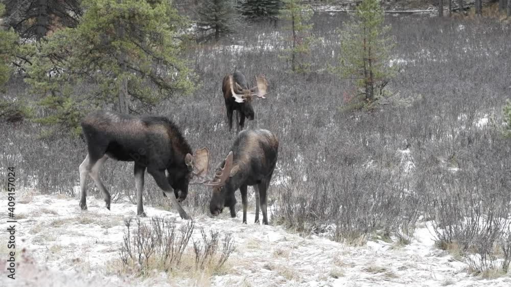Moose in the Canadian wilderness Moose in the Canadian wilderness