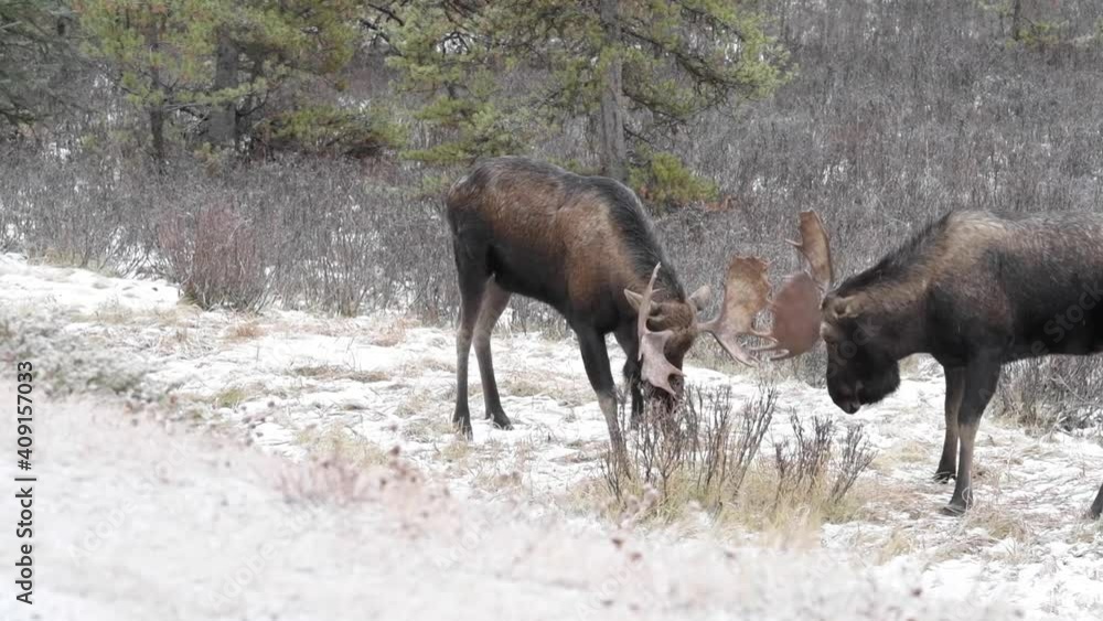 Moose in the Canadian wilderness