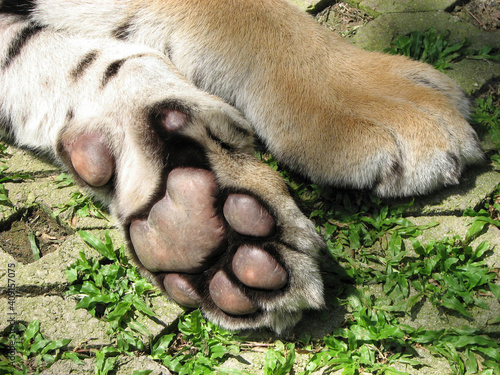 Close up of a Tiger paws showing foot pad