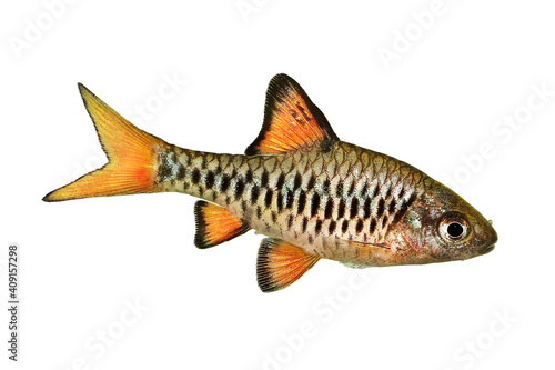 Checker barb Aquarium fish Oliotius oligolepis 