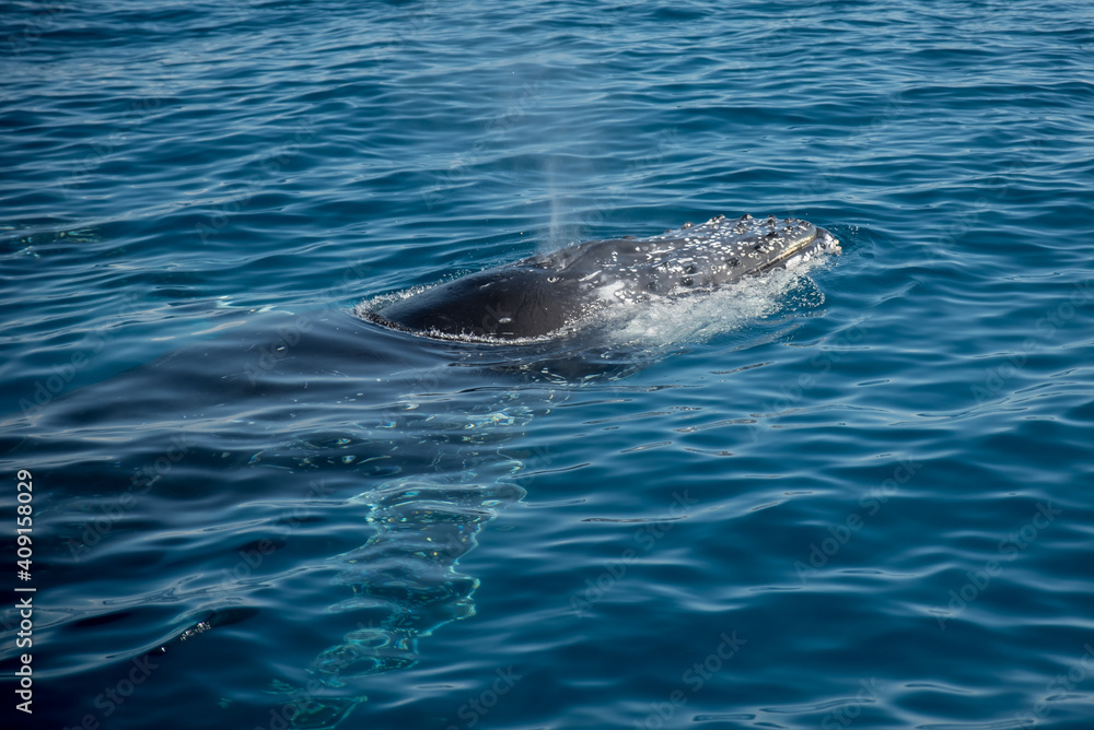 Naklejka premium Humpback whale watching