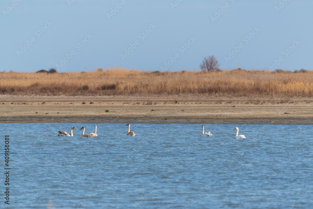 Wild swans on the lake