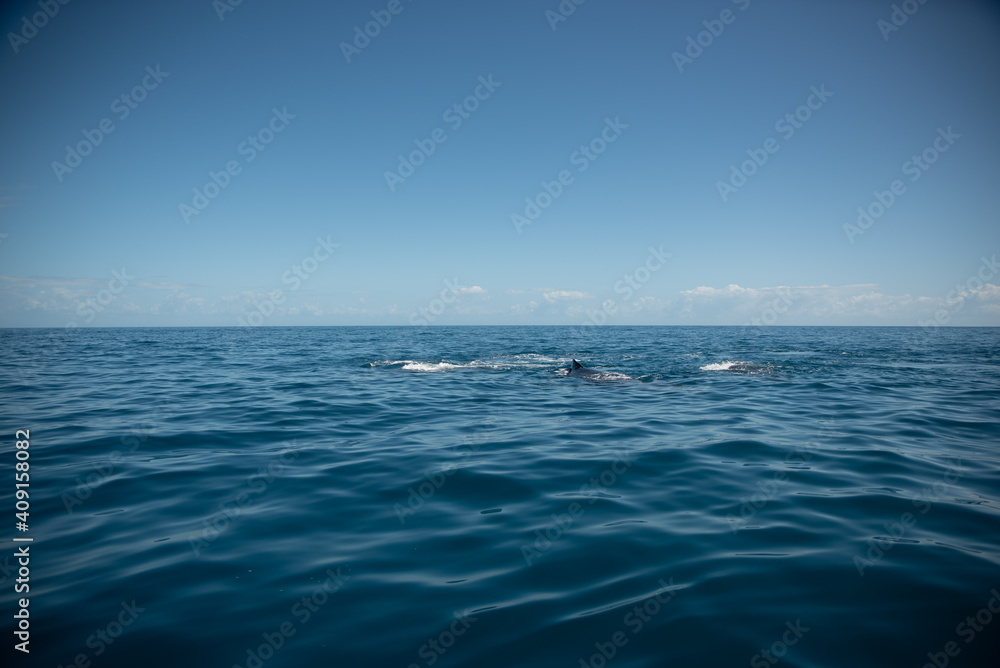 Obraz premium Whale Watching