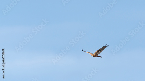 Eagle flying in blue sky