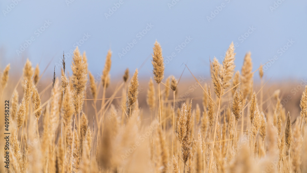 Dry reeds against the sky, selective focus Dry reeds against the sky, selective focus