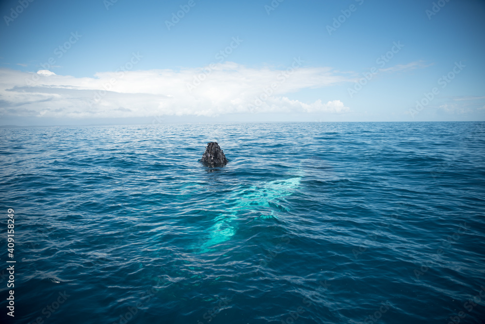 Obraz premium Whale Watching