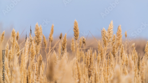 Dry reeds against the sky, selective focus