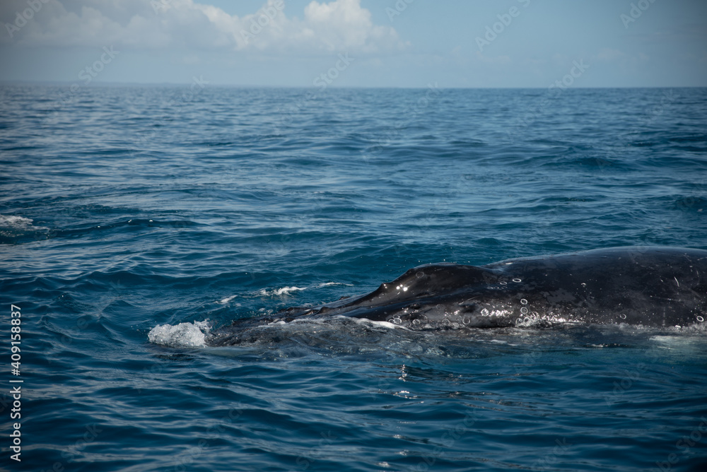 Humpback Whale watching
