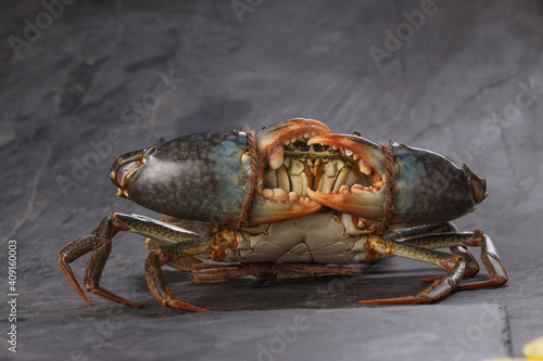 Live mud crab photo