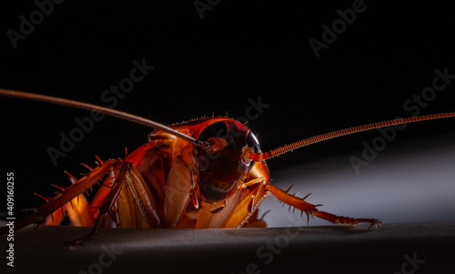 фотографія Close-up of animal red cockroach at night