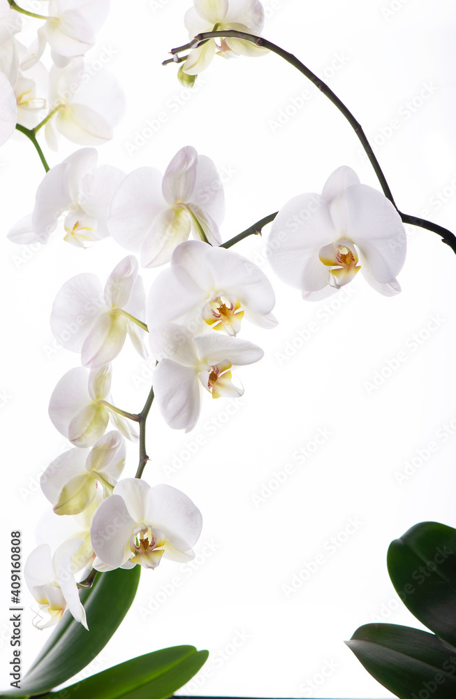 Fototapeta premium Branch with tropical orchid flowers on white background