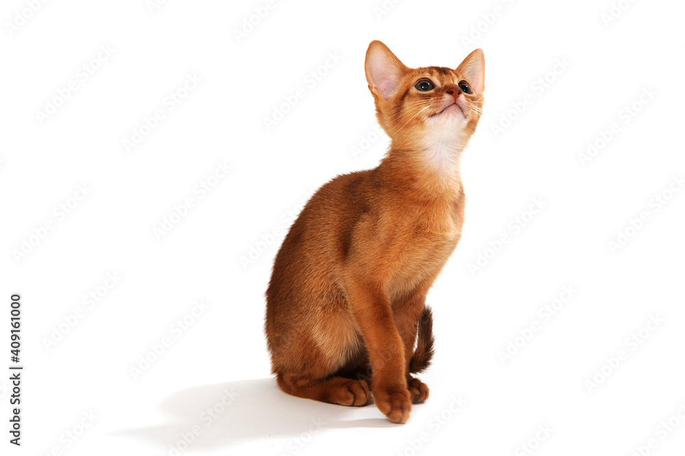 Abyssinian ginger cat on a white background	