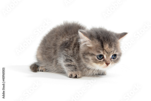 Purebred kitten on a white background 