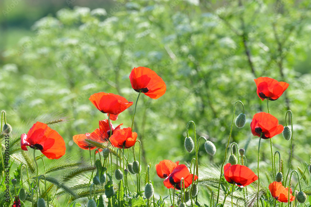Fototapeta premium red poppy flower field