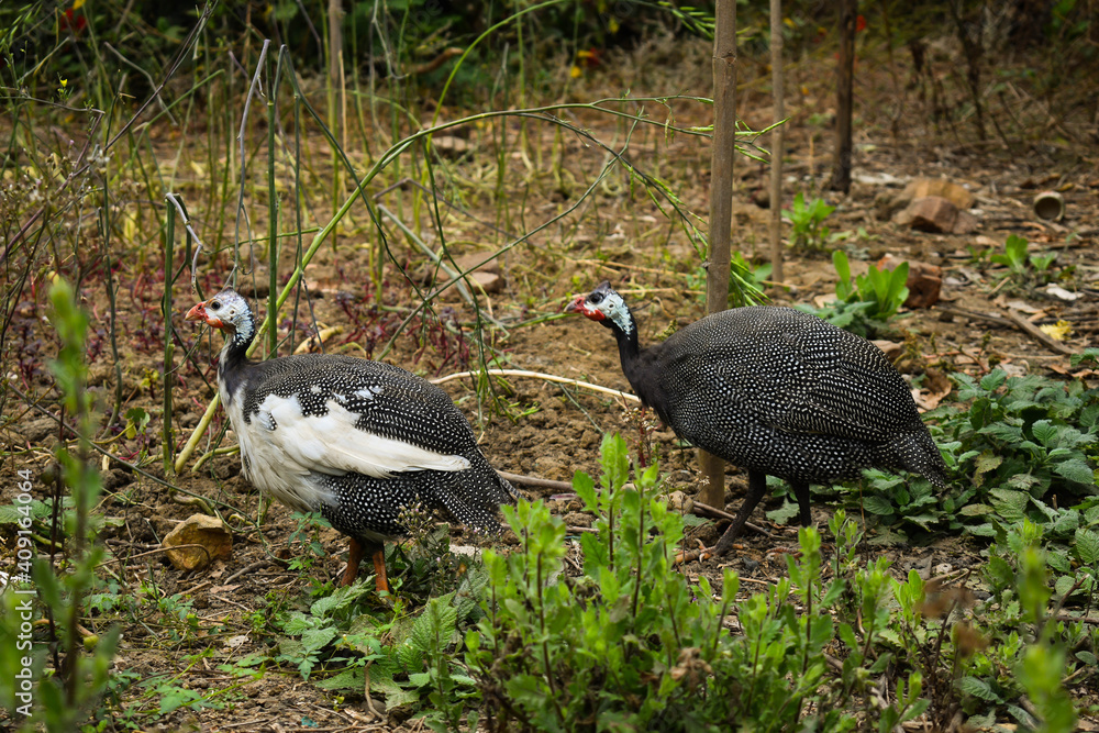 Male and female Guineafowl pullets in green forest plants Male and female Guineafowl pullets in green forest plants