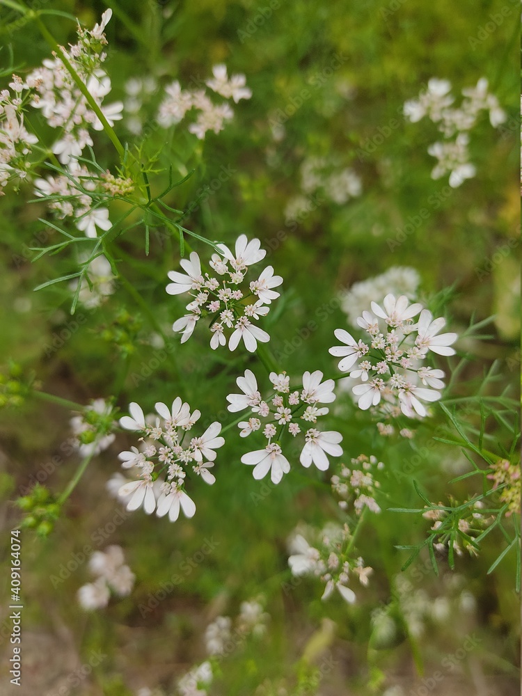 small Beautiful flowers in th field.flowers with green background.flowers for background texture.beautiful nature in spring. small Beautiful flowers in th field.flowers with green background.flowers for background texture.beautiful nature in spring.
