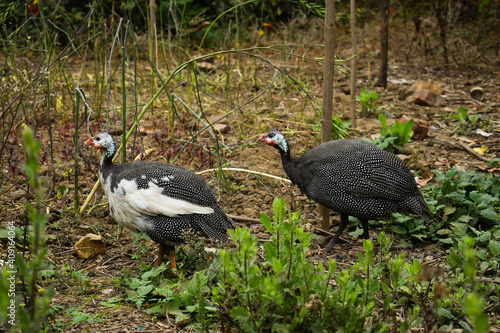 Male and female Guineafowl pullets in green forest plants