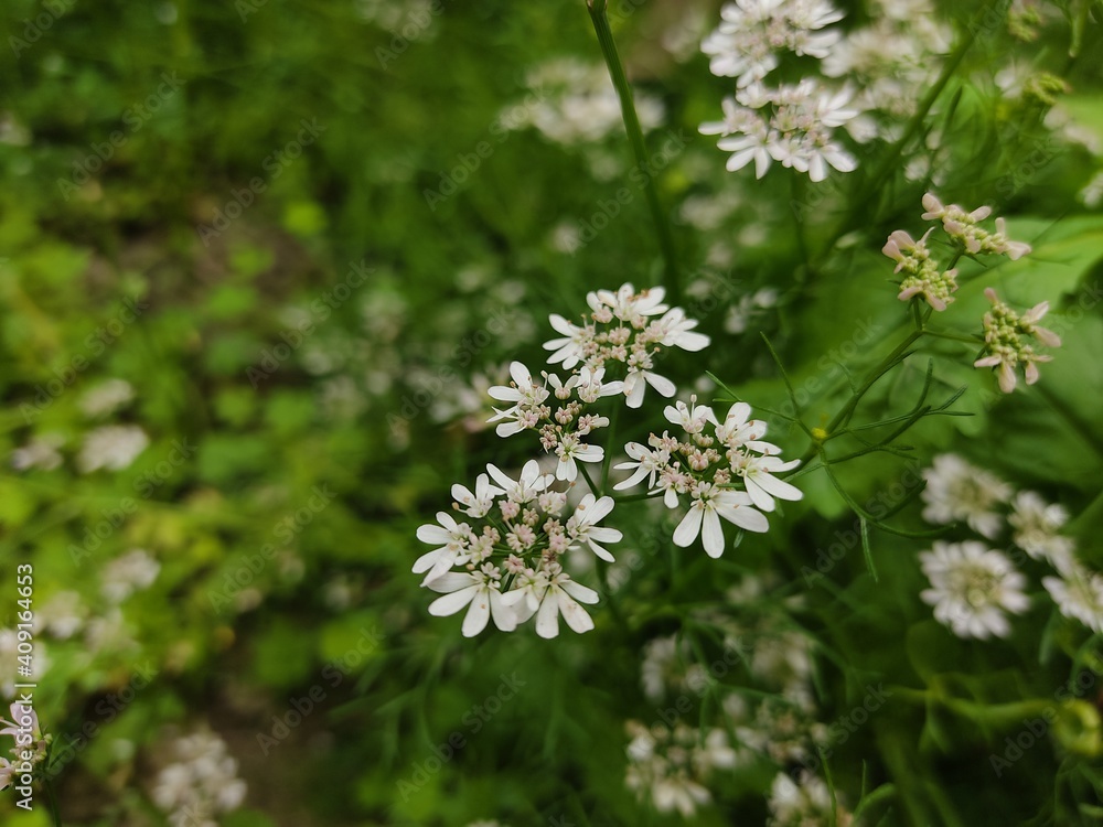 small Beautiful flowers in th field.flowers with green background.flowers for background texture.beautiful nature in spring. small Beautiful flowers in th field.flowers with green background.flowers for background texture.beautiful nature in spring.