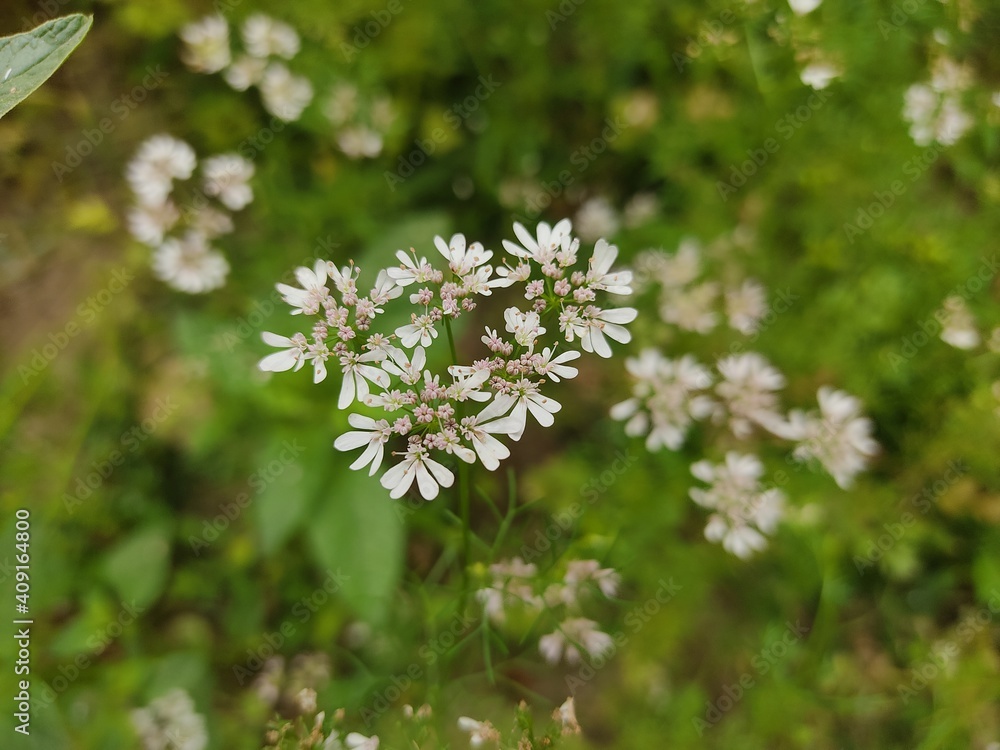 small Beautiful flowers in th field.flowers with green background.flowers for background texture.beautiful nature in spring. small Beautiful flowers in th field.flowers with green background.flowers for background texture.beautiful nature in spring.