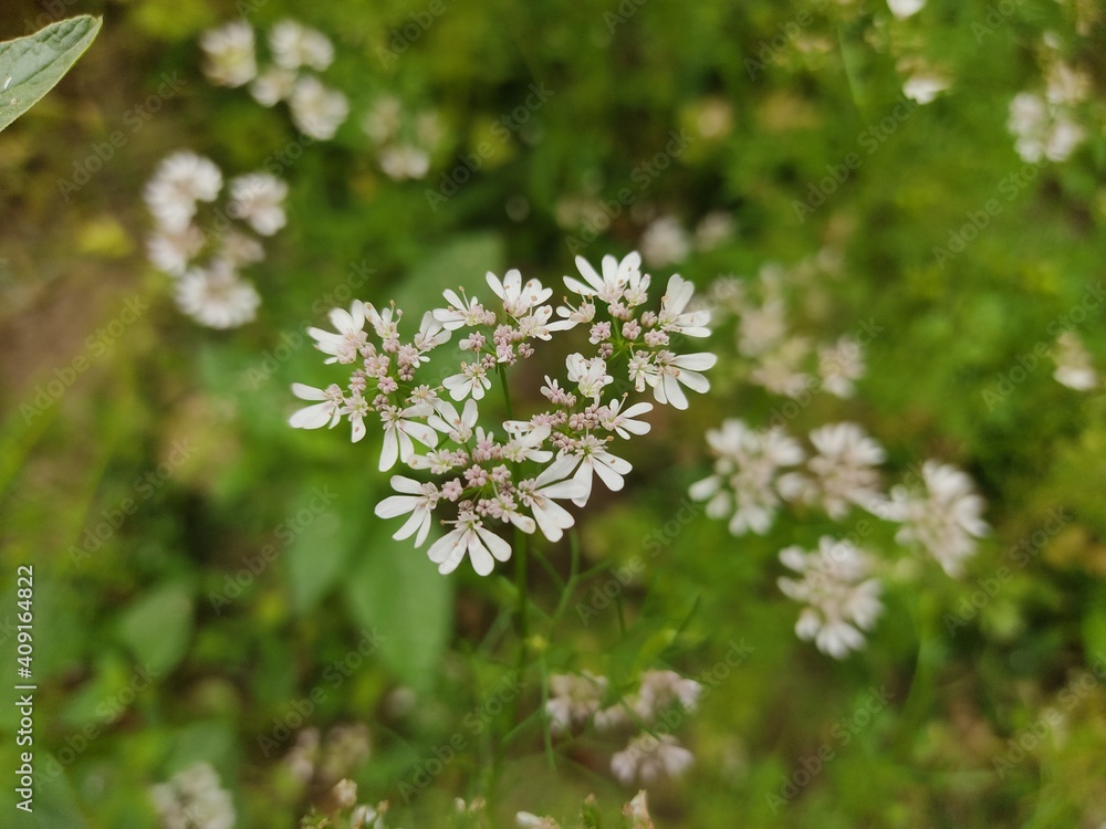 small Beautiful flowers in th field.flowers with green background.flowers for background texture.beautiful nature in spring. small Beautiful flowers in th field.flowers with green background.flowers for background texture.beautiful nature in spring.