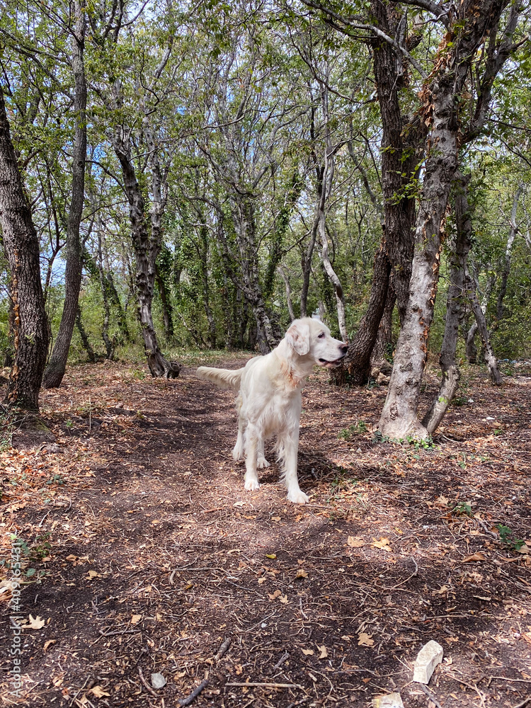Funny english setter running in the filed, bright white hunting dog Funny english setter running in the filed, bright white hunting dog