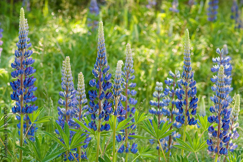 blue lupins in the grass