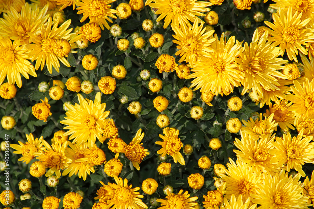 Yellow chrysanthemums on a white background. Front view, gift card texture Yellow chrysanthemums on a white background. Front view, gift card texture