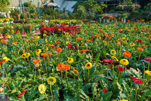 Flower at market a few days before Vietnamese Lunar New Year Tet photo