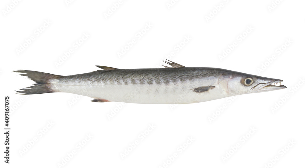 Barracuda fish isolated on white background	