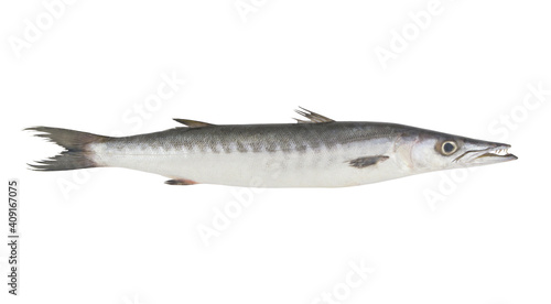 Barracuda fish isolated on white background 