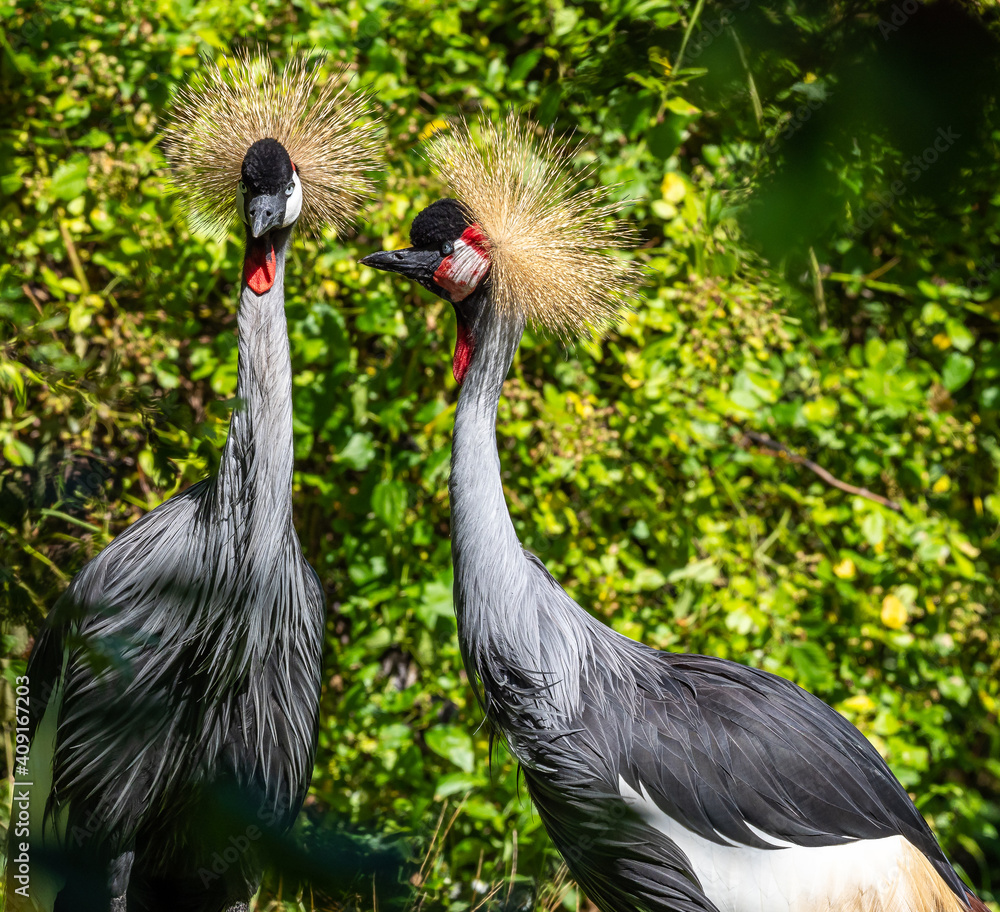 Fototapeta premium Black Crowned Crane, Balearica pavonina in a park