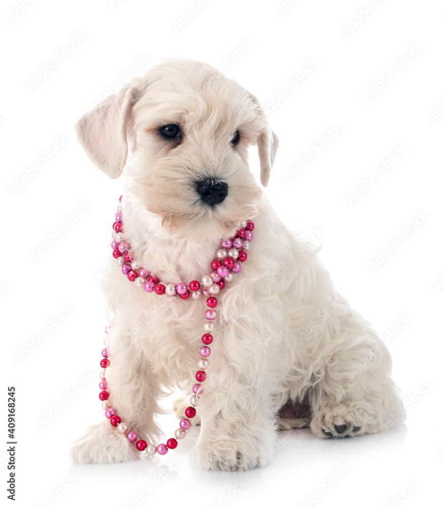 white miniature schnauzer in studio white miniature schnauzer in studio