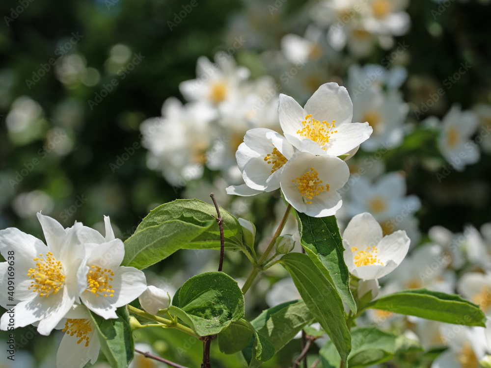 Obraz premium Blühender Europäischer Pfeifenstrauch, Philadelphus coronarius
