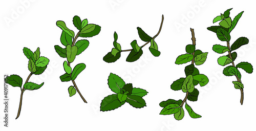 Set of mint branches on  white, isolated background. Cartoon style. Stock illustration.