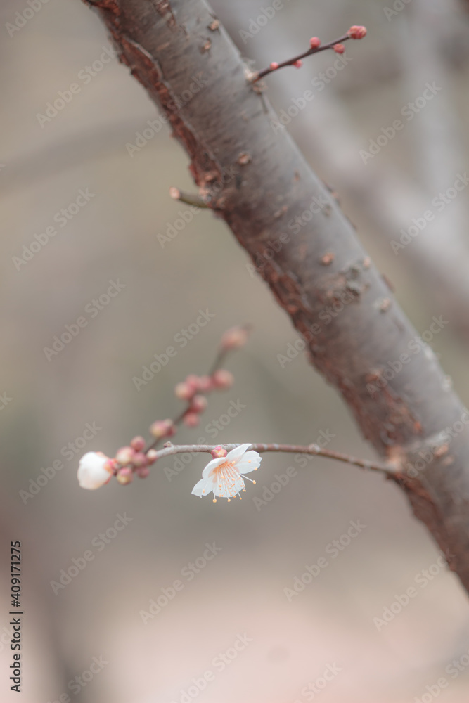 咲き始めた小さな梅の花(縦) 咲き始めた小さな梅の花(縦)