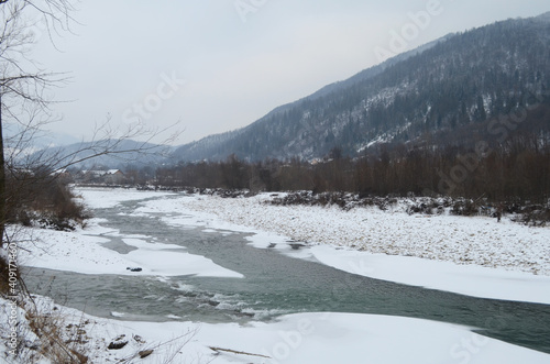 mountain river in wintertime. carpathian landscape with spruce forest and snow covered shore ukraine