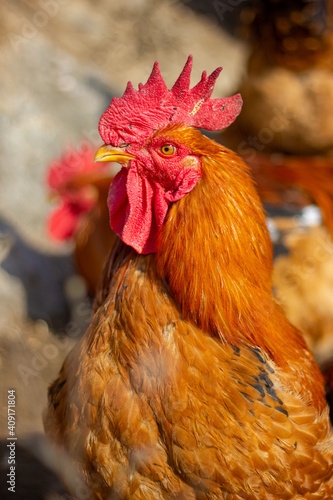 Big rooster's head close-up © 俊 王
