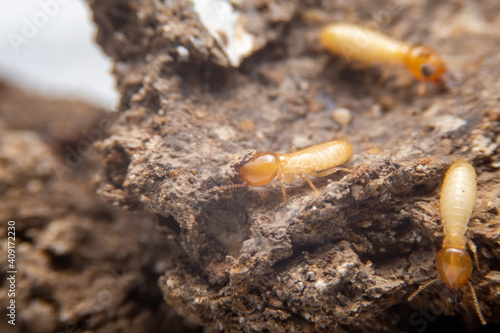 Termites are digging in the ground to build their nests. White ants walking on the ground.